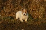 JACK RUSSEL 390